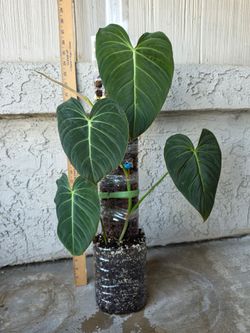 Philodendron Glorious Plant on Moss Pole
