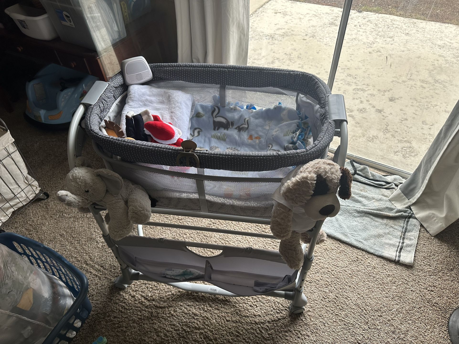 Baby Basset 