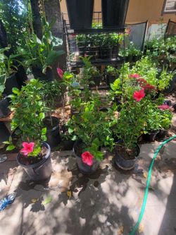 Dark pink hibiscus 🌺 plants
