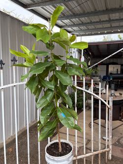 Árbol  Magnolia