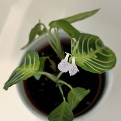 Small Flowering Prayer Plant 