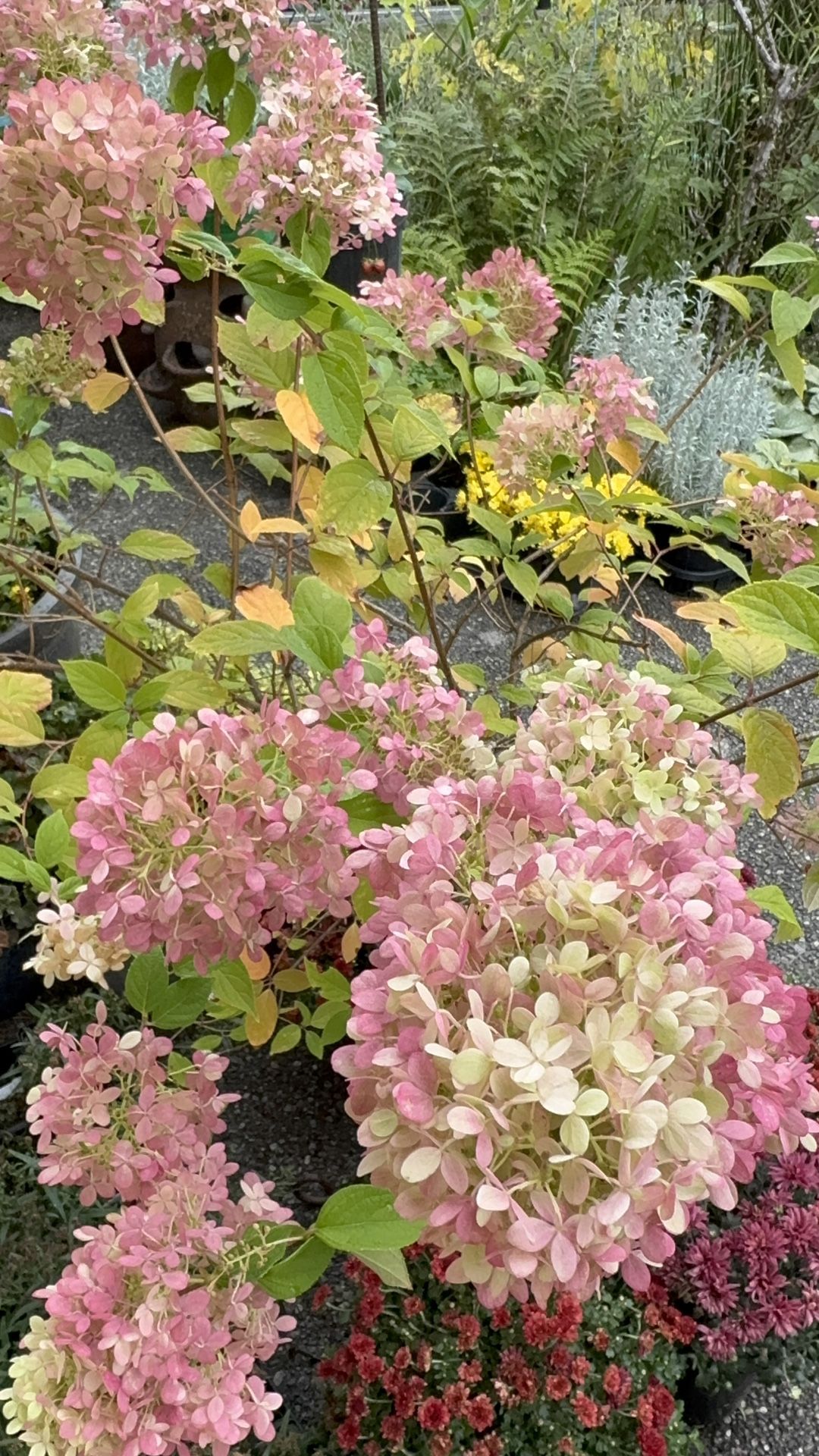 Little Lime & Limelight Hydrangeas β 5 Gallon (Full Blooms, Over 4β Tall & Wide!) πΏ
