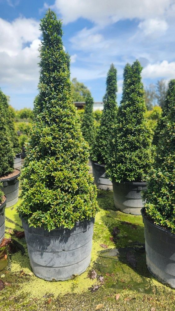 Spectacular Topiary Plants!!! Different Sizes And Prices!!! Starting At $35