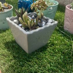 ****Sabrina's Succulents*****  ******Beautiful Succulents Any Occasion 