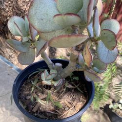 Succulent 