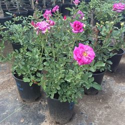 Melody Perfume RoseBush