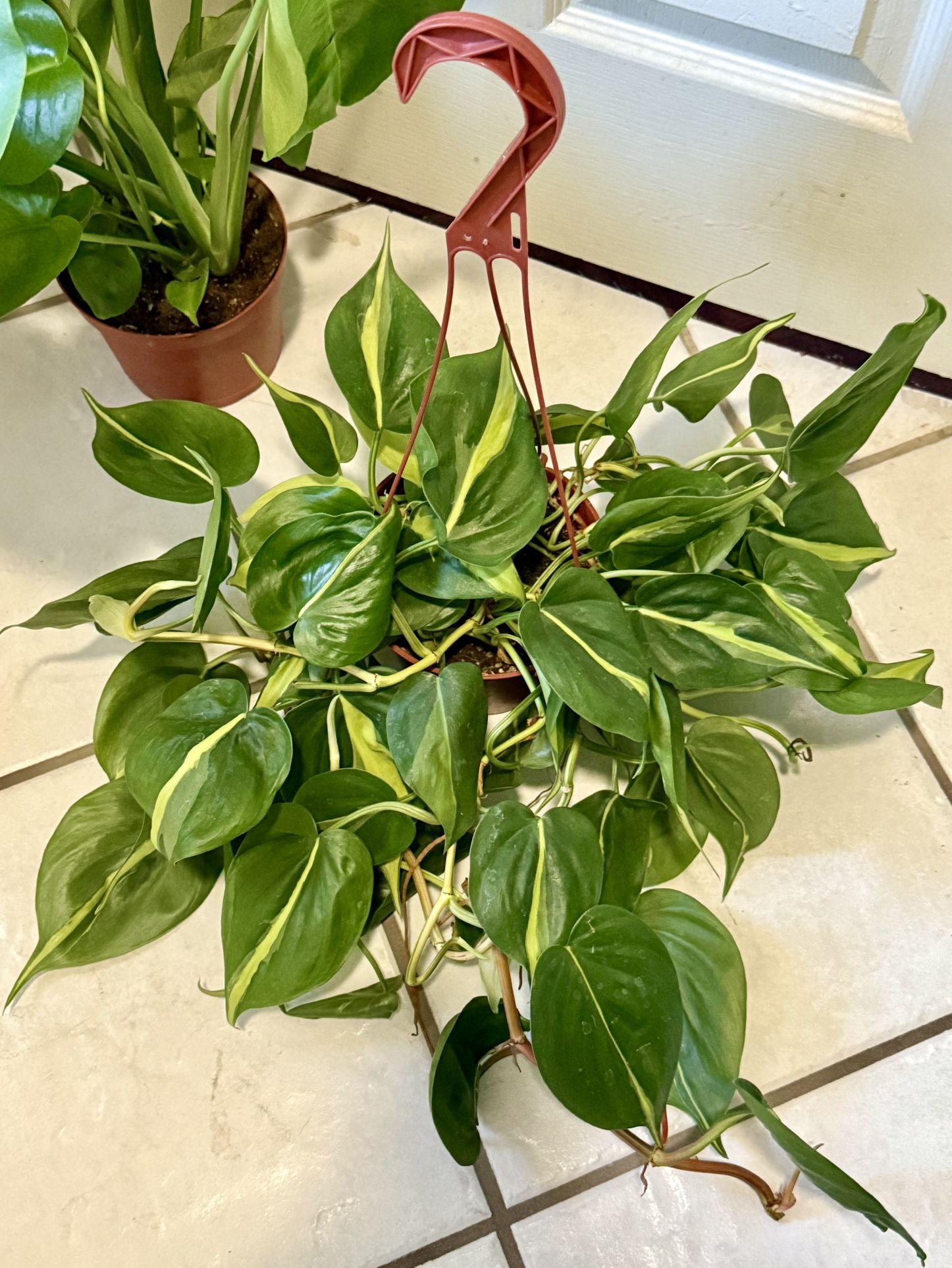 ♥️HEART LEAF PHILODENDRON🙏PLS READ DESCRIPTION