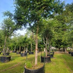 200 Gallons Live Oak Trees $ 400.00 We Can Deliver