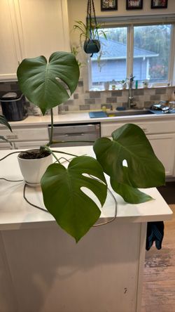 Health Monstera Plant In White Pot