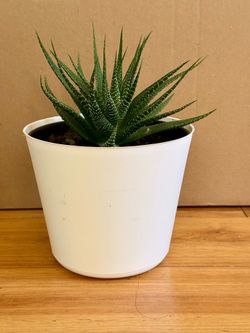 Healthy Zebra Haworthia Succulent in 10 inch White Pot