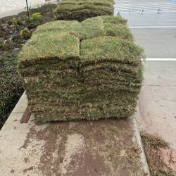 Bermuda Grass
