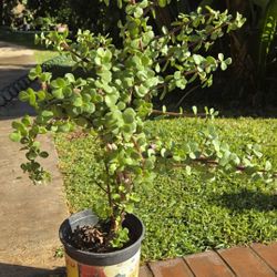 Bush Jade Plant 