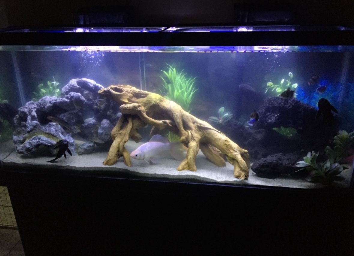 50-Gallon Fish Tank + Stand β $100 (Not Negotiable)