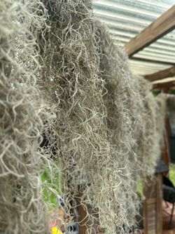 Live Spanish Moss