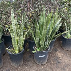 Snake Plant