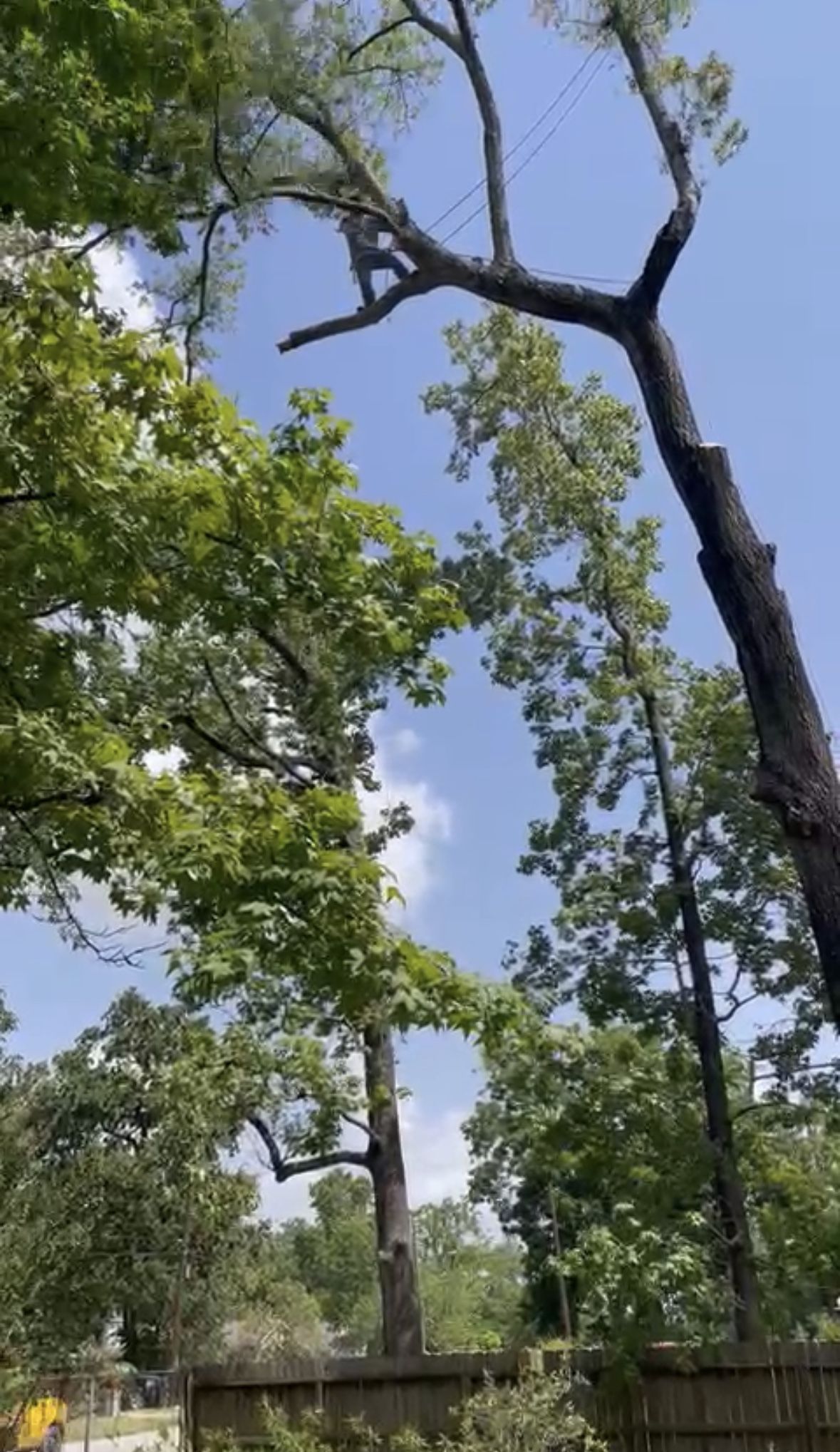 Tumbamos Árboles 🌳 Y Asemos Yarda Se Casas O Lagunas