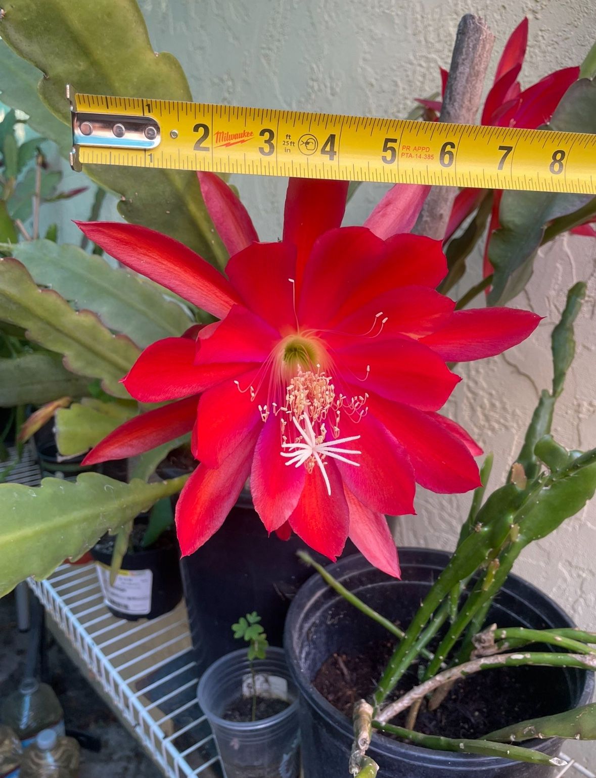 Orchid Cactus- Epiphyllum - Red Color Flower Potted