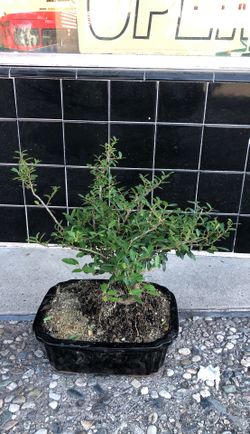 Chinese moo lan bonsai tree for outdoor only