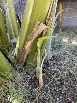 Banana Trees