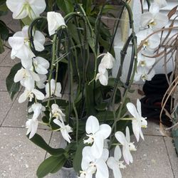 ORCHIDS