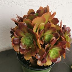 Very pretty tree rose succulent red heart 10+heads old aeonium  only 1 hurry