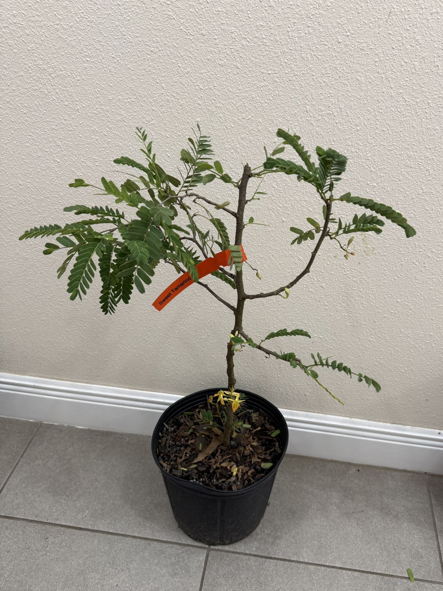 Sweet Tamarind Tree With Flower ( 2 Ft Tall)