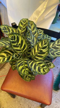 Plantas Dé Sombra