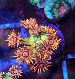 Reef tank decoration Amazeballs goni