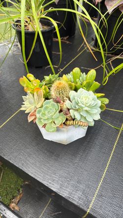 Mixed Succulent Arrangement in Geometric Concrete Pot
