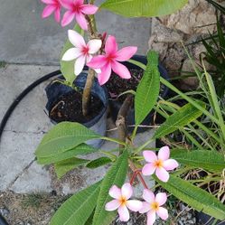 Plumeria Plants 