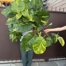 10” Massive Hawaiian Pothos 