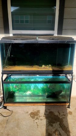 fish tank aquarium