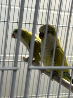 Cage/quaker
