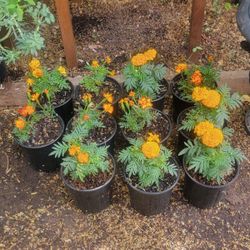 Marigold Plants