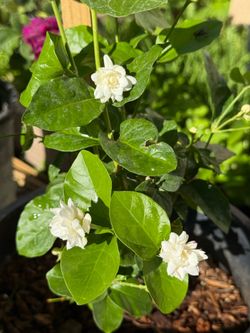 大盆多瓣茉莉花Big Jasmine Sambac  multi-layered /Arabian 5 gallon Blooming Jasmine Plant
