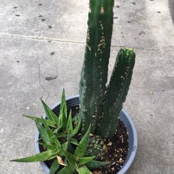 Cactus Pot