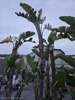 Potted Giant White Birds of Paradise Plants (Strelitzia nicolai)