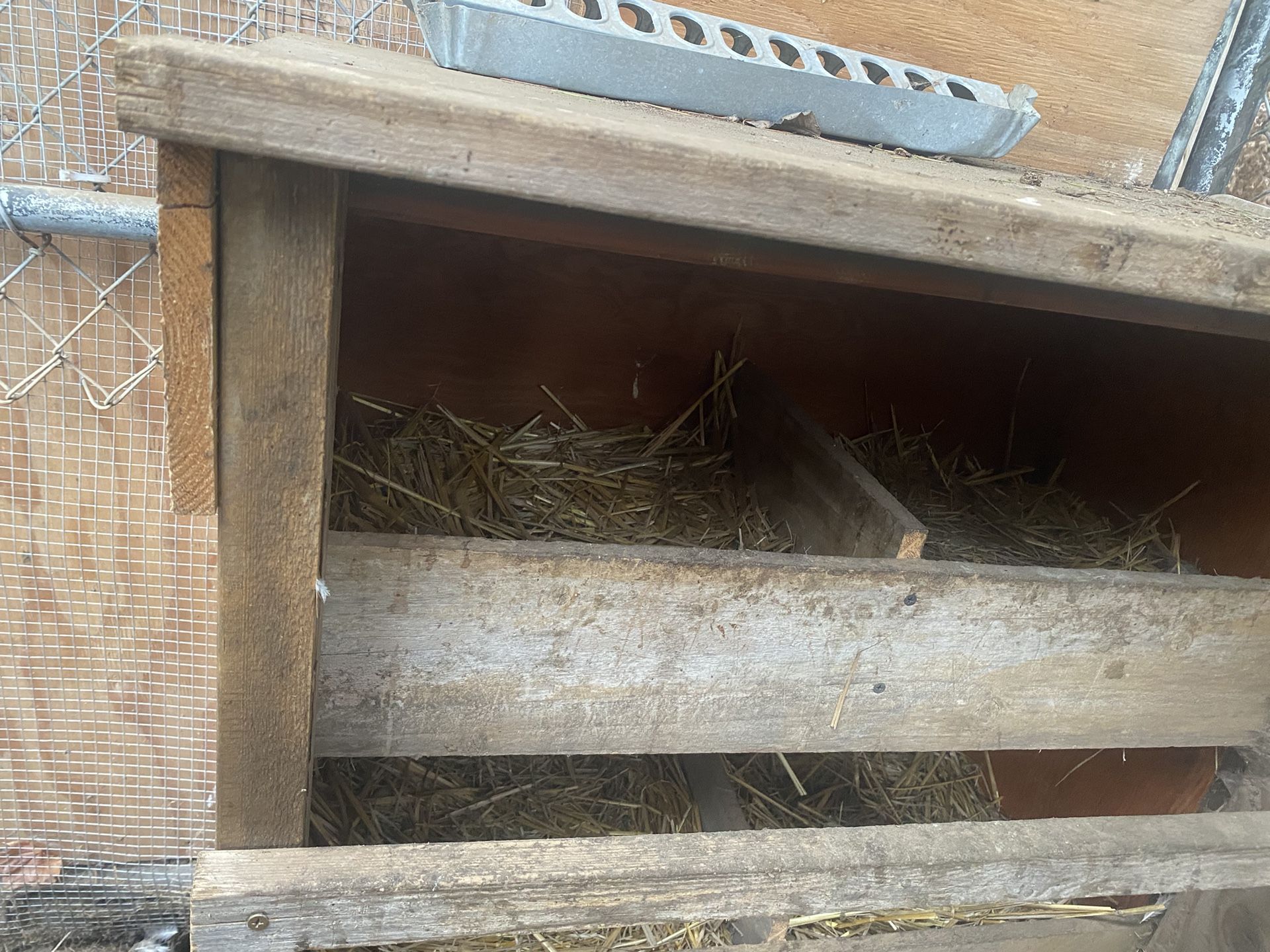 Lay Eggs