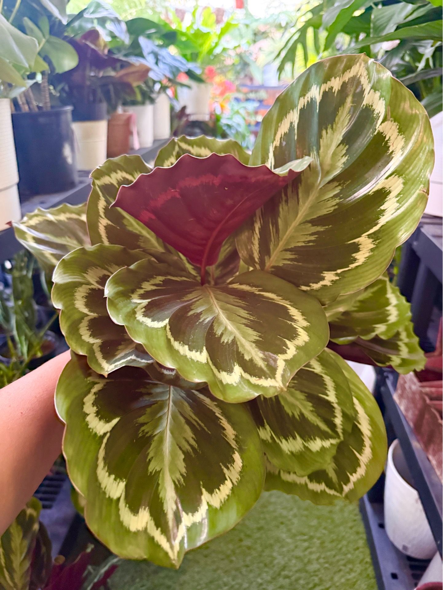 Plants (6”pot🌿Calathea Medallion $20)