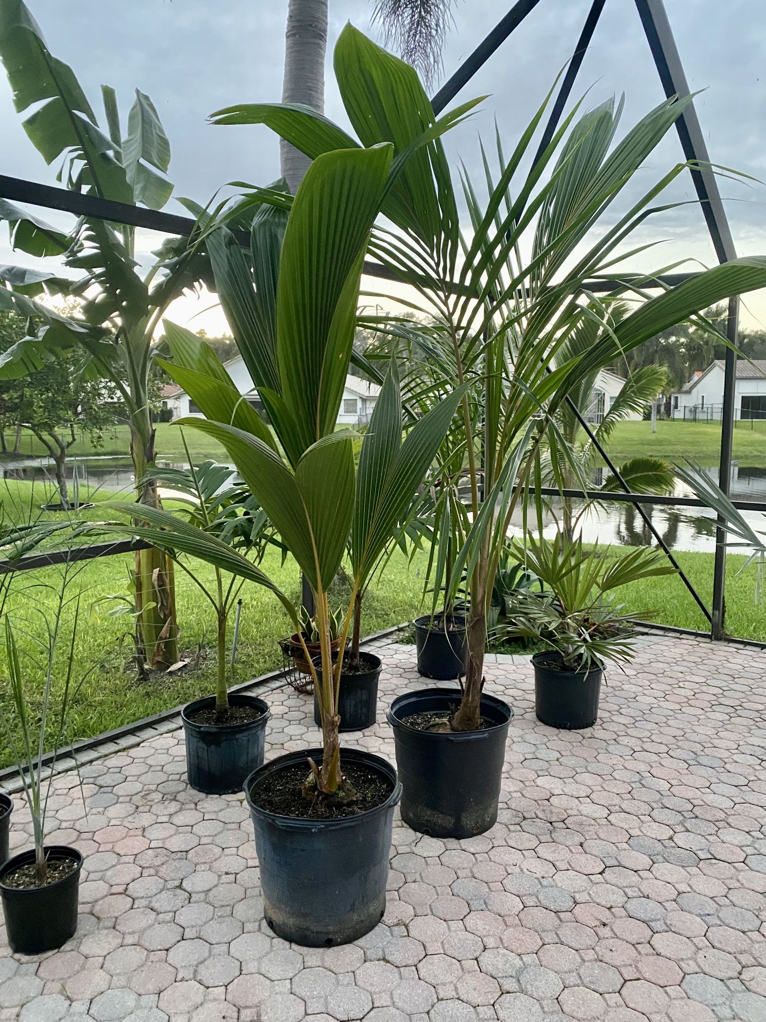 Dwarf Malayan Coconut Palm Trees