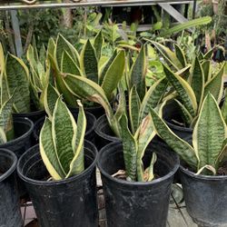 Snacks Plant 6$ Pot