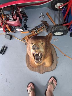 Mounted brown bear head