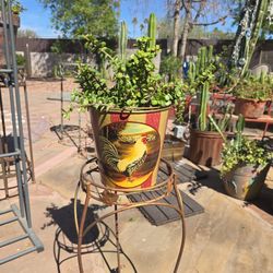 Succulent, Elephant Bush