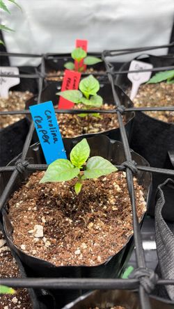 Carolina Reaper Seedlings