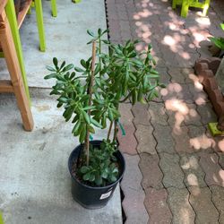 Succulent Plant  JADE