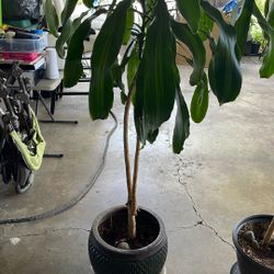 Dracaena Plant With Ceramic Planter 