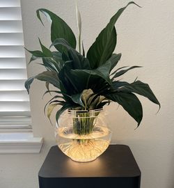 Peace Lily