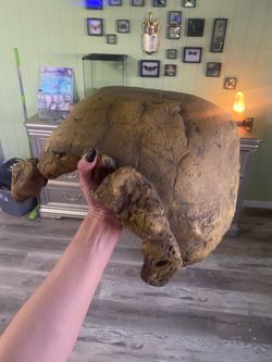 Exo Terra Tortoise Hide
