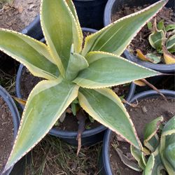 Agave plants