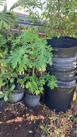 Plantas